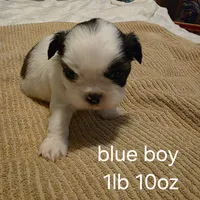 blue boy, a male Shih Tzu for sale in Bruceville, IN – Photo 3 of 3