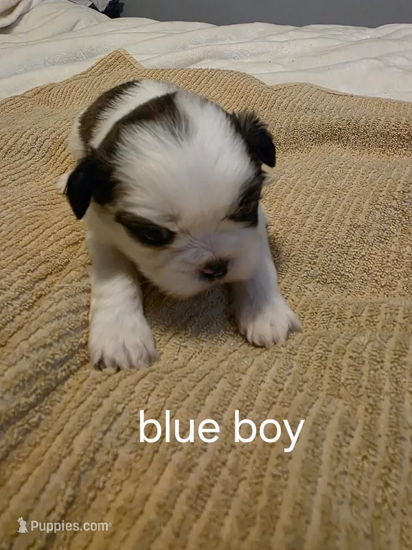 blue boy