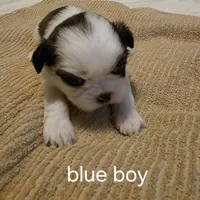 blue boy, a male Shih Tzu for sale in Bruceville, IN – Photo 1 of 3