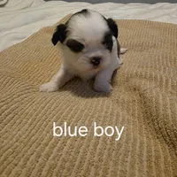 blue boy, a male Shih Tzu for sale in Bruceville, IN – Photo 2 of 3
