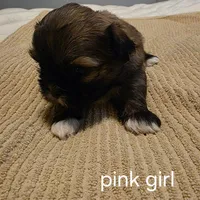 pink girl, a female Shih Tzu for sale in Bruceville, IN – Photo 2 of 3