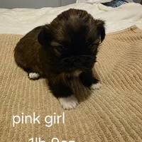 pink girl, a female Shih Tzu for sale in Bruceville, IN – Photo 3 of 3