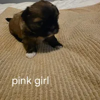 pink girl, a female Shih Tzu for sale in Bruceville, IN – Photo 1 of 3