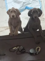 Sentinel, a male Weimaraner for sale in San Antonio, TX – Photo 7 of 10