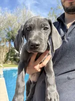Sentinel, a male Weimaraner for sale in San Antonio, TX – Photo 10 of 10
