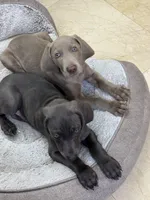 Sentinel, a male Weimaraner for sale in San Antonio, TX – Photo 8 of 10