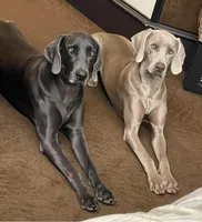Sentinel, a male Weimaraner for sale in San Antonio, TX – Photo 1 of 10