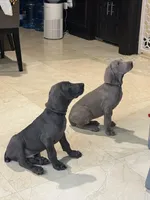 Sentinel, a male Weimaraner for sale in San Antonio, TX – Photo 4 of 10