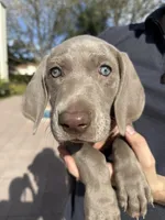 Sentinel, a male Weimaraner for sale in San Antonio, TX – Photo 9 of 10