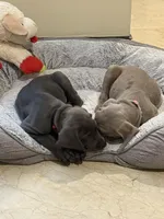 Sentinel, a male Weimaraner for sale in San Antonio, TX – Photo 6 of 10