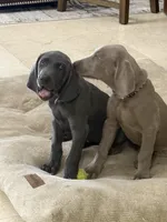 Sentinel, a male Weimaraner for sale in San Antonio, TX – Photo 5 of 10