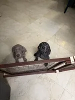 Sentinel, a male Weimaraner for sale in San Antonio, TX – Photo 3 of 10