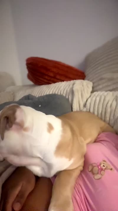 Jojo, a male English Bulldog for sale in Jacksonville, FL – 3 of 4