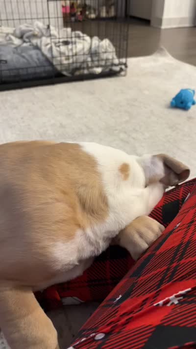 Jojo, a male English Bulldog for sale in Jacksonville, FL – 4 of 4