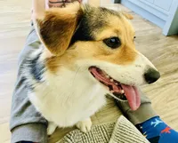 Bella (AKC Triple Clear), a female Pembroke Welsh Corgi for sale in Fredericktown, MO – Photo 1 of 10