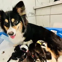 Bella (AKC Triple Clear), a female Pembroke Welsh Corgi for sale in Fredericktown, MO – Photo 10 of 10