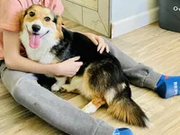 Bella (AKC Triple Clear), a female Pembroke Welsh Corgi for sale in Fredericktown, MO – Photo 3 of 10