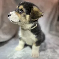 Bella (AKC Triple Clear), a female Pembroke Welsh Corgi for sale in Fredericktown, MO – Photo 7 of 10