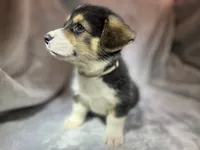 Bella (AKC Triple Clear), a female Pembroke Welsh Corgi for sale in Fredericktown, MO – Photo 3 of 8