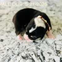 Bella (AKC Triple Clear), a female Pembroke Welsh Corgi for sale in Fredericktown, MO – Photo 9 of 10