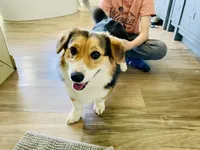 Bella (AKC Triple Clear), a female Pembroke Welsh Corgi for sale in Fredericktown, MO – Photo 4 of 10