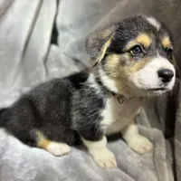 Bella (AKC Triple Clear), a female Pembroke Welsh Corgi for sale in Fredericktown, MO – Photo 8 of 10