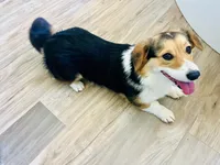 Bella (AKC Triple Clear), a female Pembroke Welsh Corgi for sale in Fredericktown, MO – Photo 2 of 10