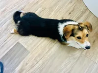 Bella (AKC Triple Clear), a female Pembroke Welsh Corgi for sale in Fredericktown, MO – Photo 5 of 10