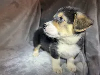 Bella (AKC Triple Clear), a female Pembroke Welsh Corgi for sale in Fredericktown, MO – Photo 5 of 8