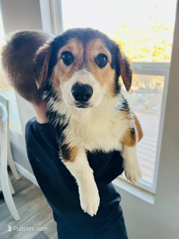 Bella (AKC Triple Clear)