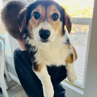 Bella (AKC Triple Clear), a female Pembroke Welsh Corgi for sale in Fredericktown, MO – Photo 6 of 10