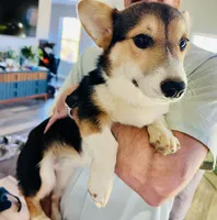 Silly (AKC Triple Clear), a female Pembroke Welsh Corgi for sale in Fredericktown, MO – Photo 1 of 6