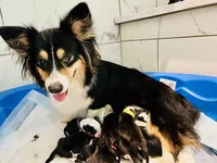 Silly (AKC Triple Clear), a female Pembroke Welsh Corgi for sale in Fredericktown, MO – Photo 6 of 6