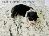 Silly (AKC Triple Clear), a female Pembroke Welsh Corgi for sale in Fredericktown, MO – Photo 4 of 6