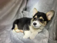 Silly (AKC Triple Clear), a female Pembroke Welsh Corgi for sale in Fredericktown, MO – Photo 2 of 6