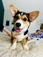 Silly (AKC Triple Clear), a female Pembroke Welsh Corgi for sale in Fredericktown, MO – Photo 5 of 6