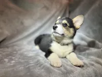 Silly (AKC Triple Clear), a female Pembroke Welsh Corgi for sale in Fredericktown, MO – Photo 3 of 6