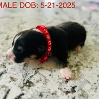 Roo (AKC Triple Clear), a female Pembroke Welsh Corgi for sale in Fredericktown, MO – Photo 5 of 7