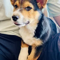 Roo (AKC Triple Clear), a female Pembroke Welsh Corgi for sale in Fredericktown, MO – Photo 2 of 7