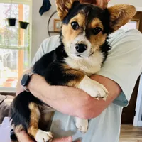 Roo (AKC Triple Clear), a female Pembroke Welsh Corgi for sale in Fredericktown, MO – Photo 1 of 7