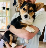 Roo (AKC Triple Clear), a female Pembroke Welsh Corgi for sale in Fredericktown, MO – Photo 1 of 7