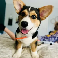 Roo (AKC Triple Clear), a female Pembroke Welsh Corgi for sale in Fredericktown, MO – Photo 7 of 7
