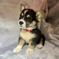 Roo (AKC Triple Clear), a female Pembroke Welsh Corgi for sale in Fredericktown, MO – Photo 4 of 7