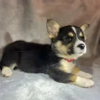 Roo (AKC Triple Clear), a female Pembroke Welsh Corgi for sale in Fredericktown, MO – Photo 3 of 7
