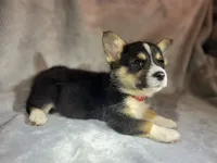 Roo (AKC Triple Clear), a female Pembroke Welsh Corgi for sale in Fredericktown, MO – Photo 3 of 7