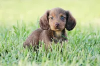Duck , a male Miniature Dachshund for sale in Kersey, CO – Photo 1 of 4