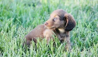 Duck , a male Miniature Dachshund for sale in Kersey, CO – Photo 3 of 4