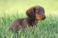 Duck , a male Miniature Dachshund for sale in Kersey, CO – Photo 2 of 4