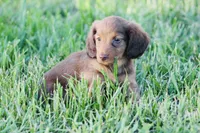 Duck , a male Miniature Dachshund for sale in Kersey, CO – Photo 4 of 4