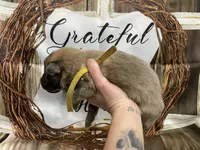 processed/538fd16a-bceb-4708-9a7f-8a3d6e7c82da/listing/006f01f1-1ffa-4af7-a619-4803aca4fde3/77dbe96b-2e8b-4725-8f60-aaec1f3a68f4